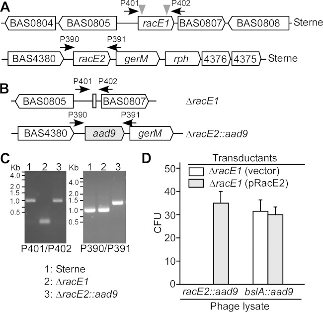 FIG 1