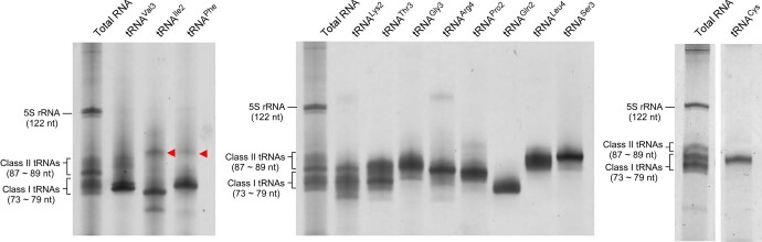 Extended Data Fig. 1