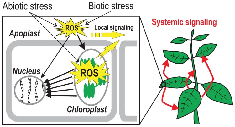 FIGURE 1