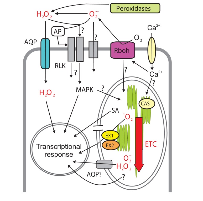 FIGURE 2