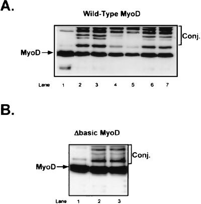 FIG. 5