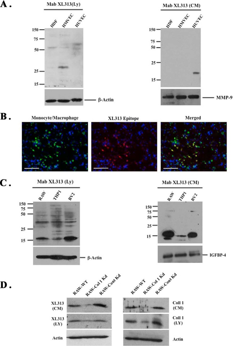 FIGURE 4.