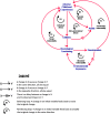 Figure 3 is a causal loop diagram. A change in children, adults, and discrimination causes a change in adverse childhood experiences in the same direction, all else equal, with a balancing loop of individual stress, parental stress, and community vulnerability between children, adults, and discrimination and adverse childhood experiences, respectively. A change in neurological functioning causes a change in adverse childhood experiences and discrimination in the opposite and same direction, respectively, all else equal, with a reinforcing loop of social vulnerability and structural vulnerability between neurological functioning and adverse childhood experiences and discrimination, respectively. A change in adverse childhood experiences causes a change in children and adults in the opposite direction, all else equal, with a balancing loop of intergenerational stress between adverse childhood experiences and adults. A change in children causes a change in neurological functioning in the same direction, all else equal. A change in environmental exposures causes a change in neurological functioning in the opposite direction, all else equal. There is a delay observed between a change in discrimination and children and its observed impact on environmental exposures and adults, respectively. In a balancing loop, a change in an initial variable feeds back to resist that original change, whereas in a reinforcing loop, a change in an initial variable feeds back to amplify that original change in the same direction.