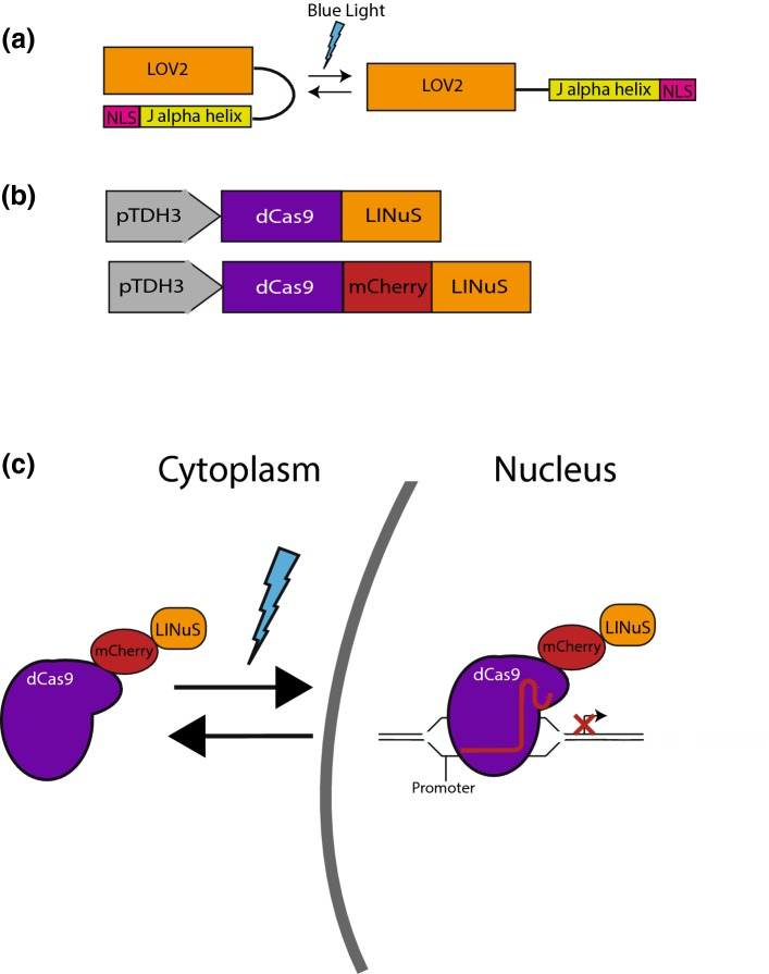 Figure 1