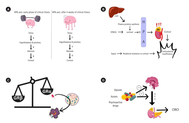 Critical illness-related corticosteroid insufficiency: latest ...