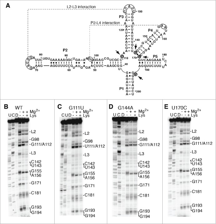 Figure 5.