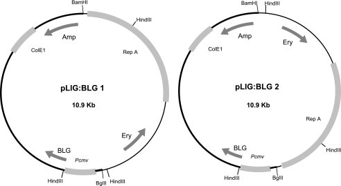 FIG. 1.