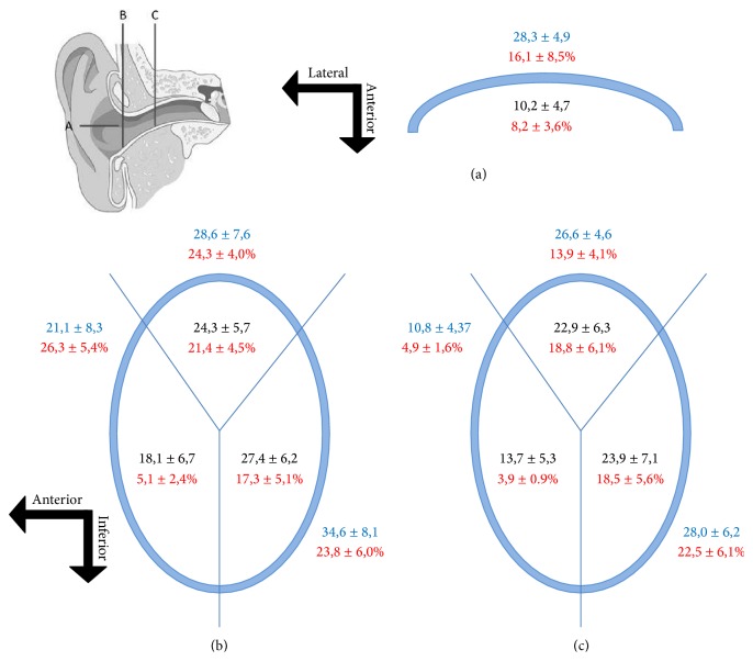 Innervation of the Human Cavum Conchae and Auditory Canal: Anatomical ...