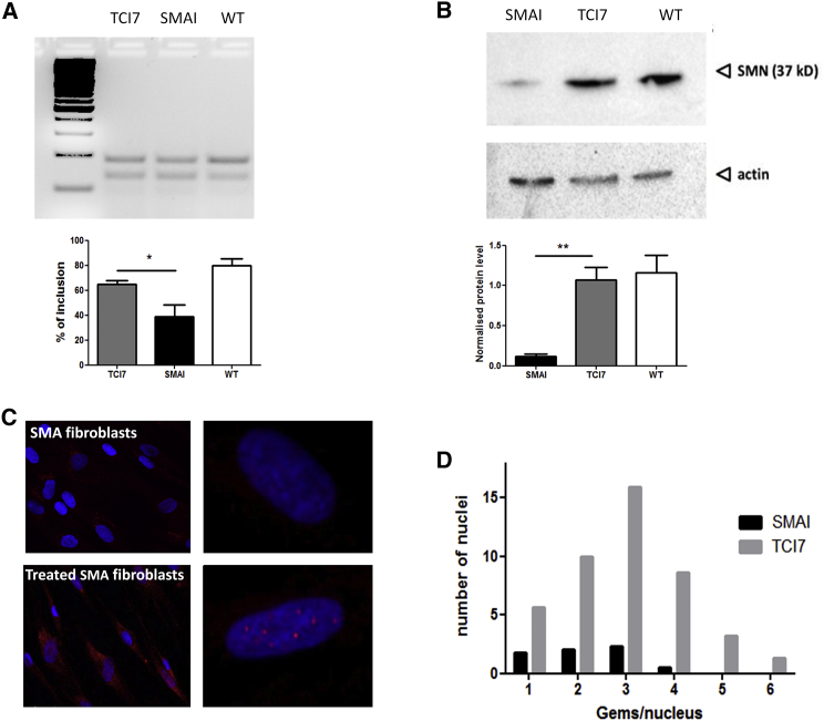 Figure 1