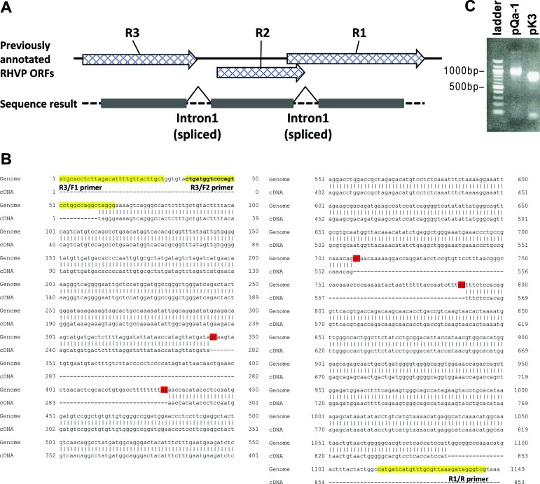 Figure 1—figure supplement 1.