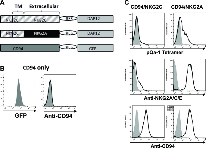 Figure 5—figure supplement 2.