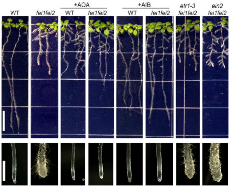 FIGURE 3