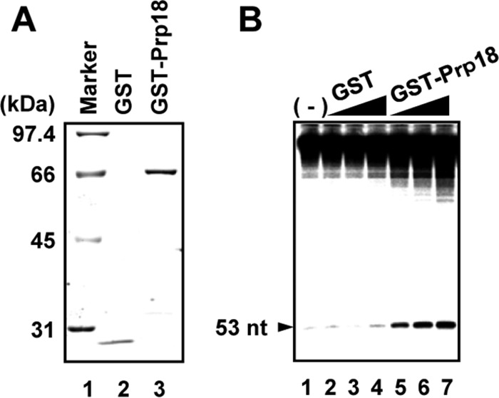 FIG 1