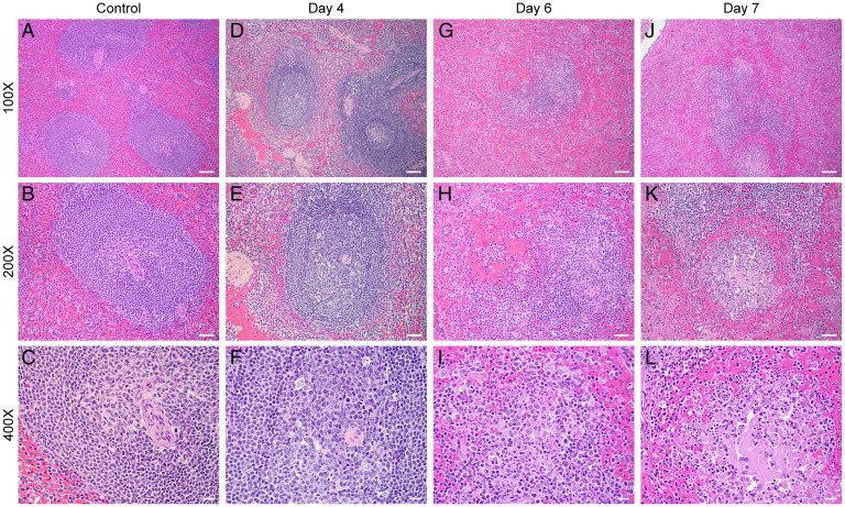 Fig. 4.