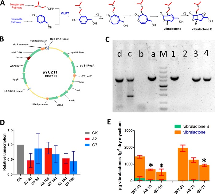 FIG 1