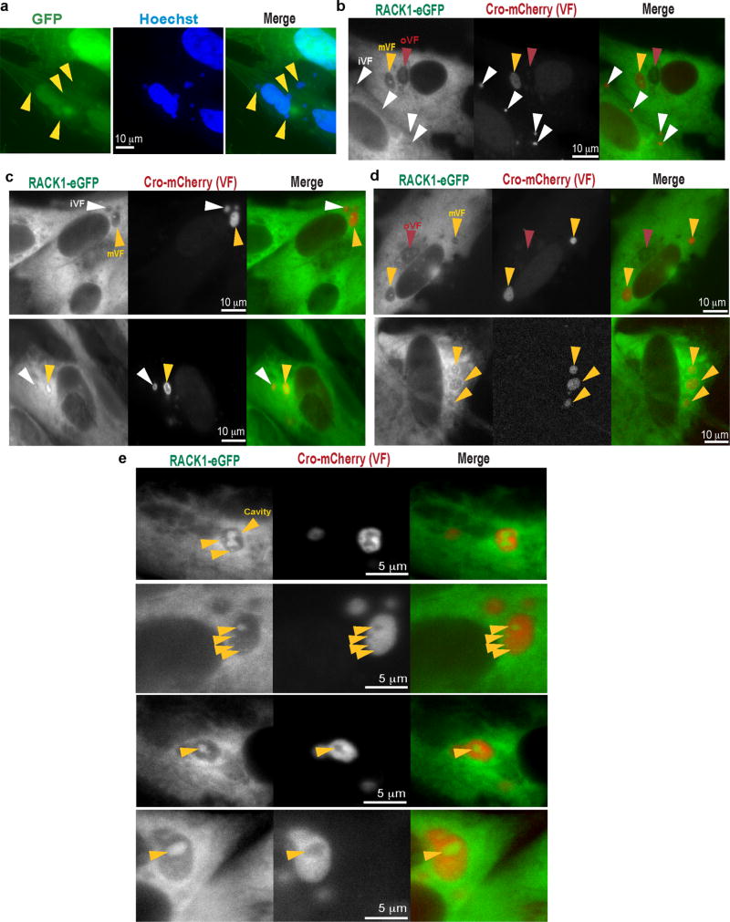 Extended Data Figure 6