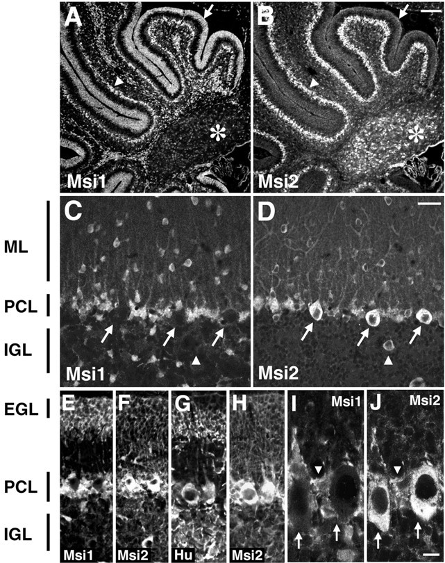 Fig. 10.