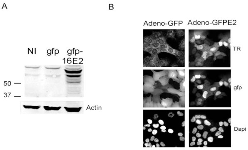 Fig. (2)