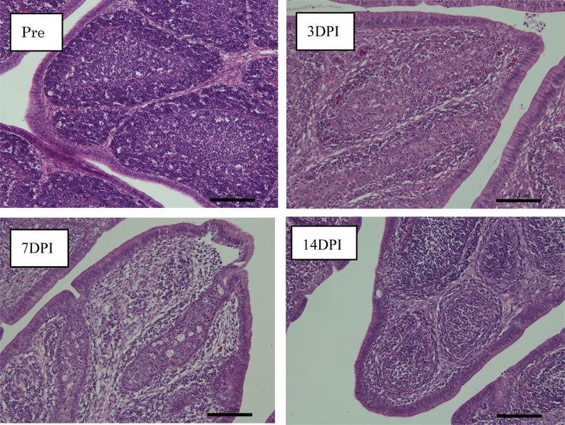 Fig. 6.