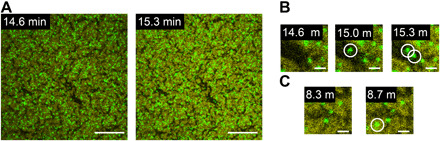 Fig. 4