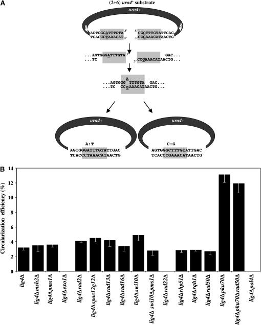 Figure 1.—