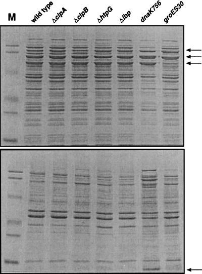 FIG. 5