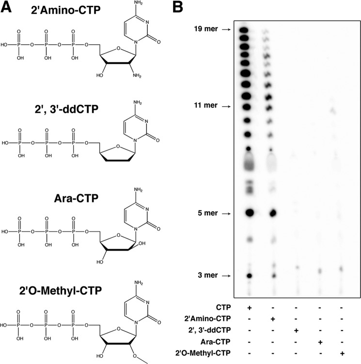 FIGURE 4.