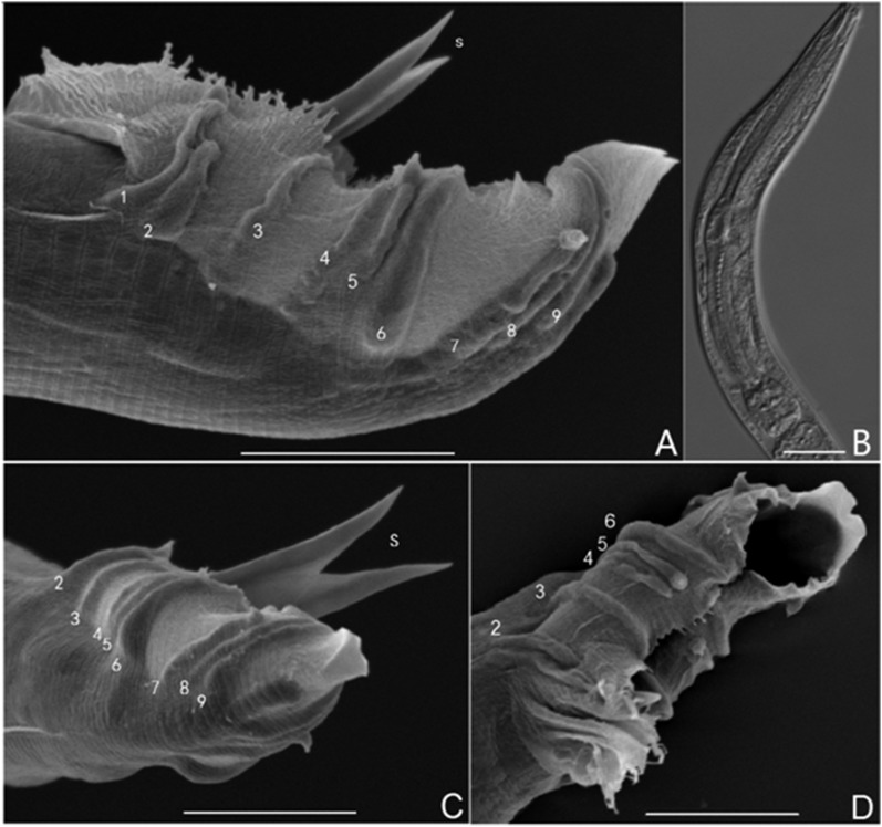 Fig. 2