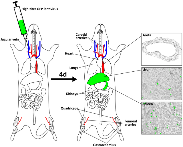 graphic file with name nihms-1650000-f0001.jpg