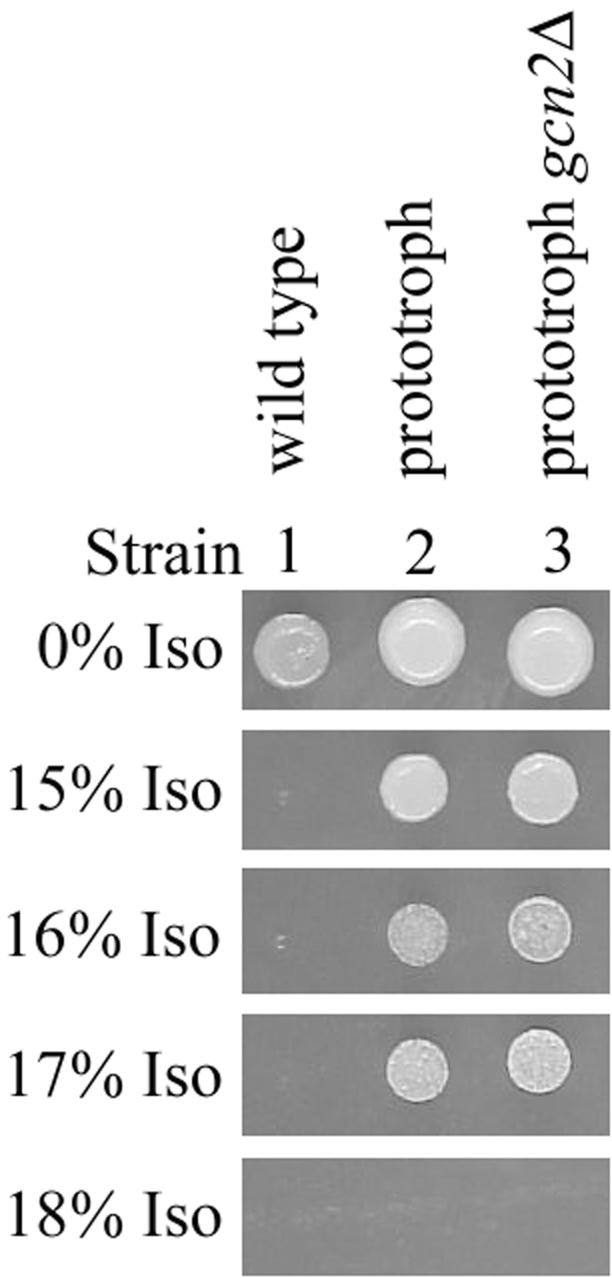 Figure 7.