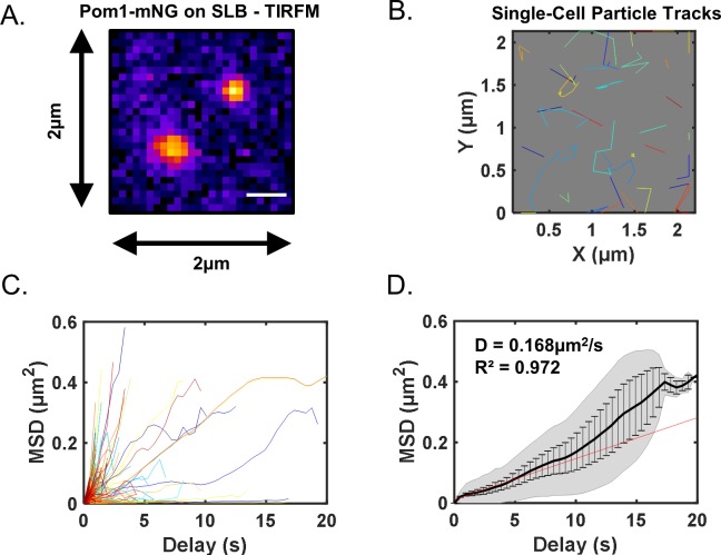 Figure 2—figure supplement 3.