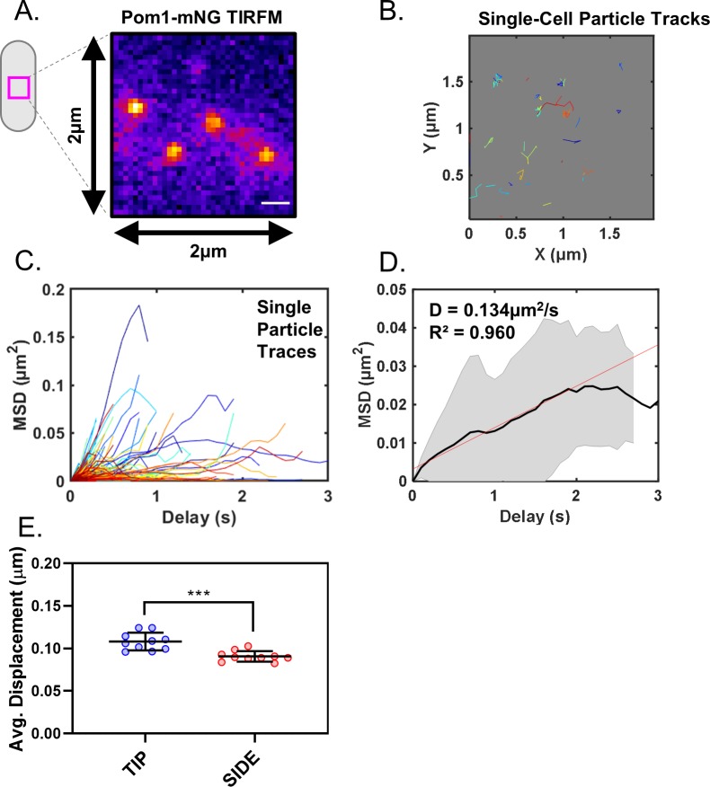 Figure 1—figure supplement 2.