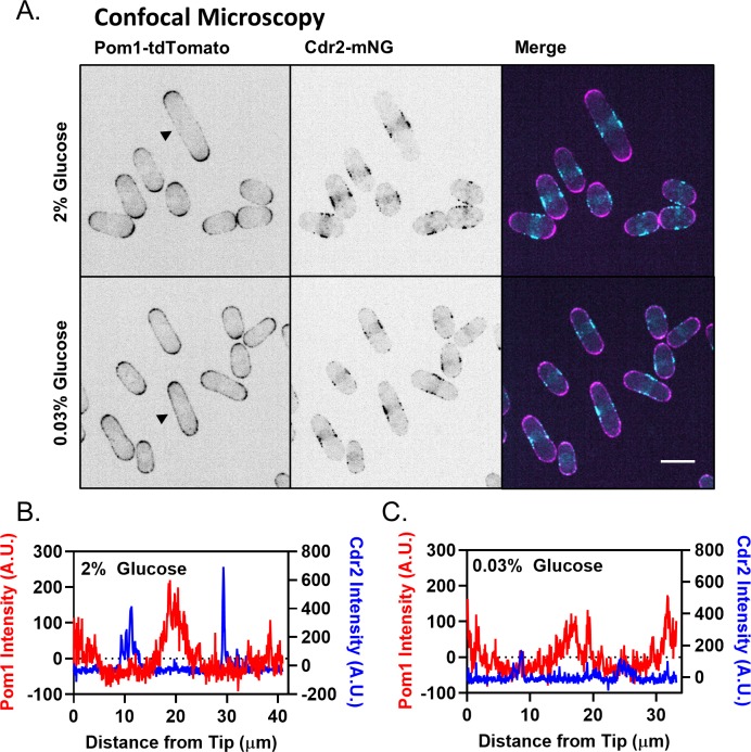 Figure 5—figure supplement 1.