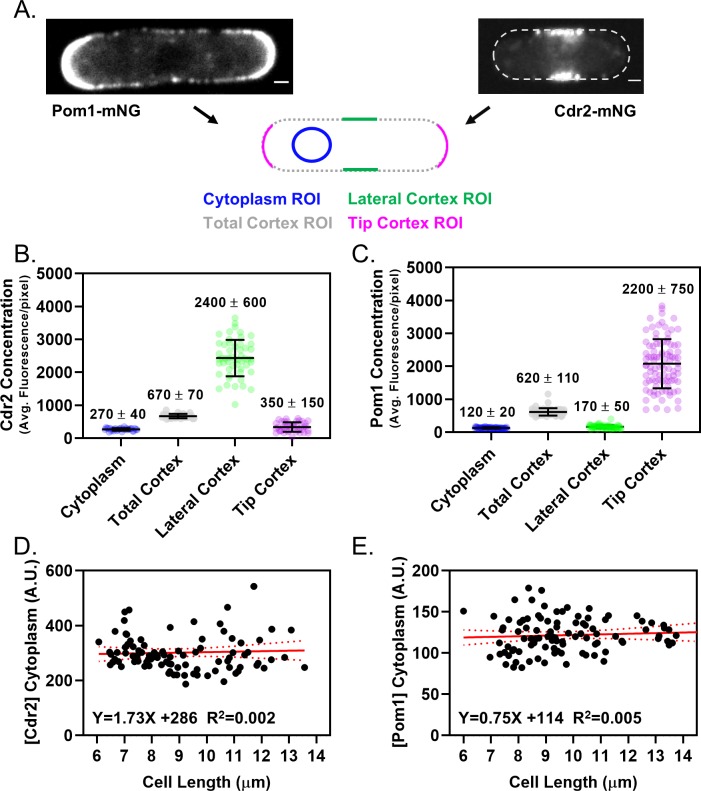 Figure 4—figure supplement 1.