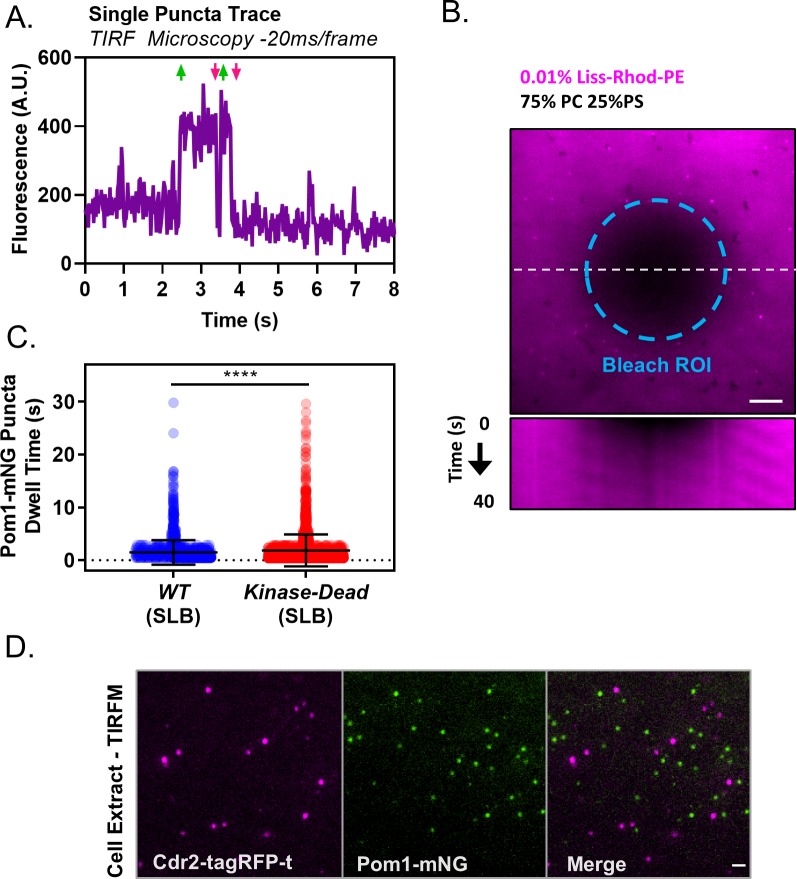 Figure 2—figure supplement 1.