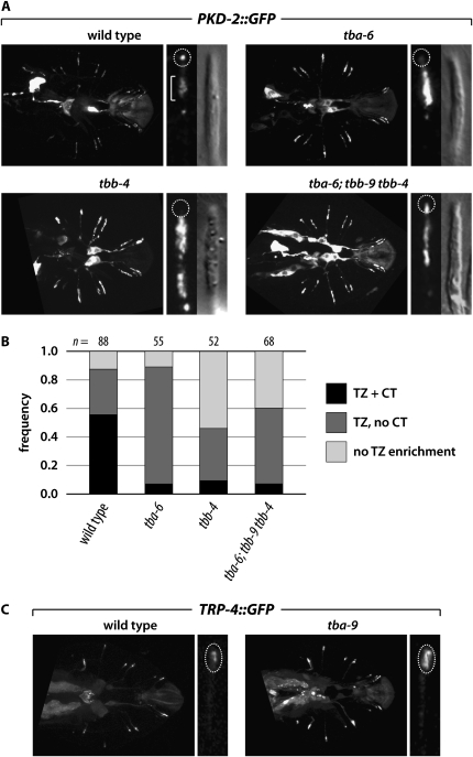 Figure 6.—