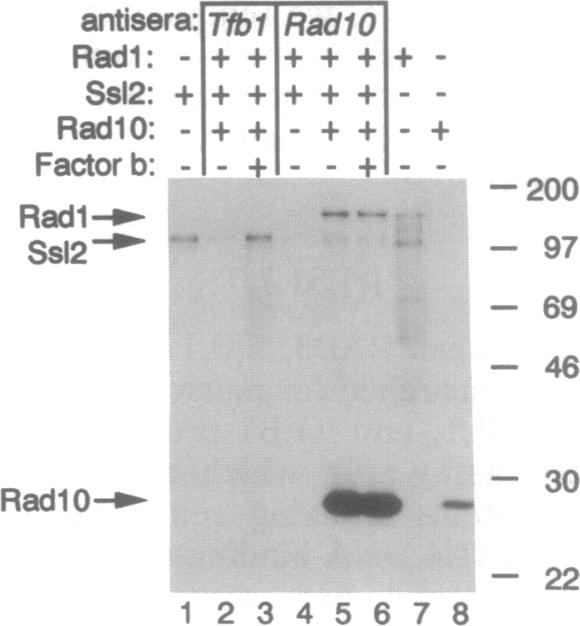 graphic file with name pnas01131-0460-a.jpg