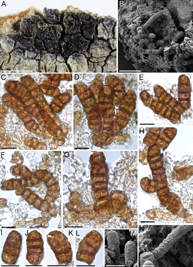 Fig. 32.