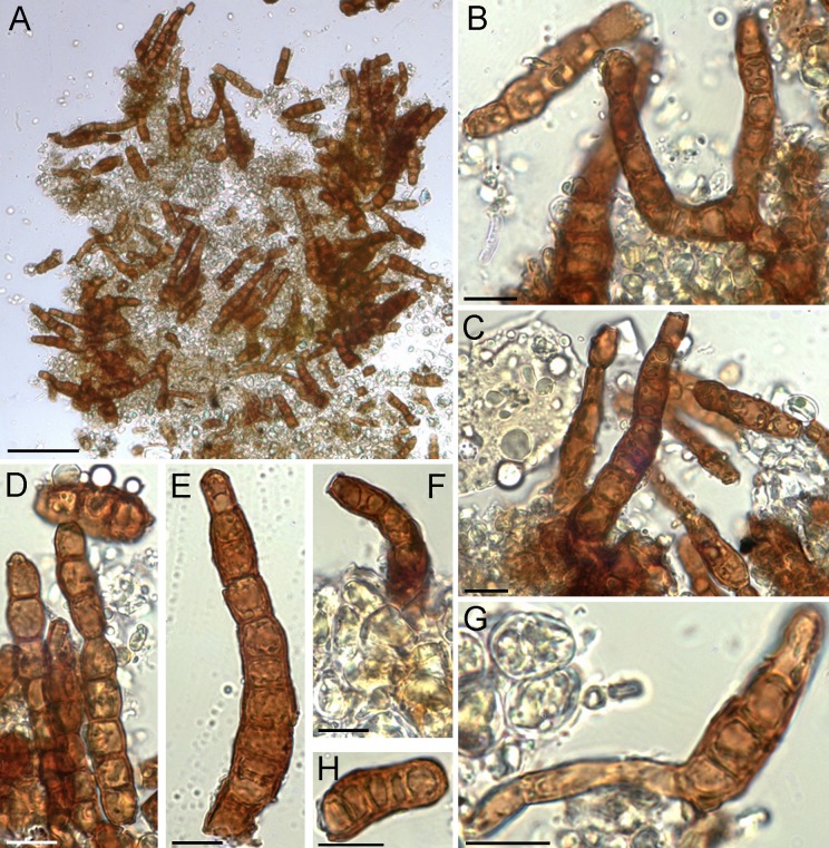 Fig. 97.