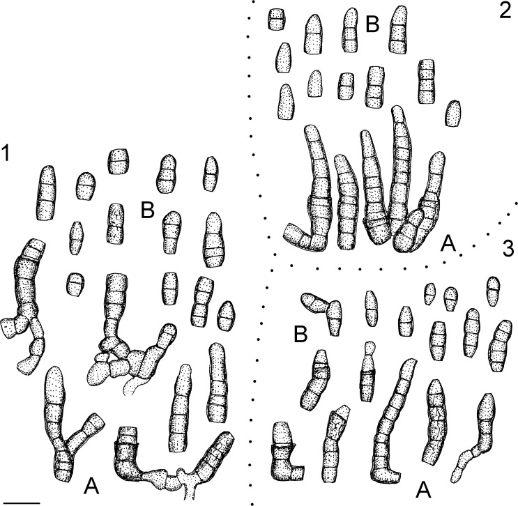 Fig. 20.