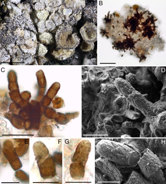 Fig. 23.
