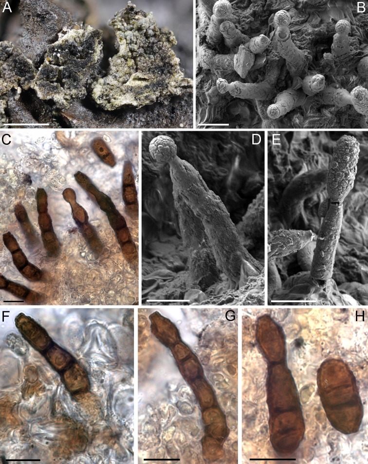 Fig. 64.