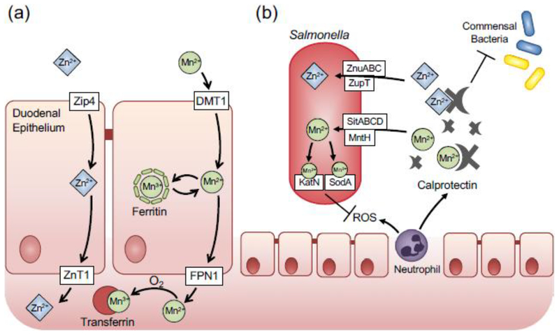 Fig. 2.