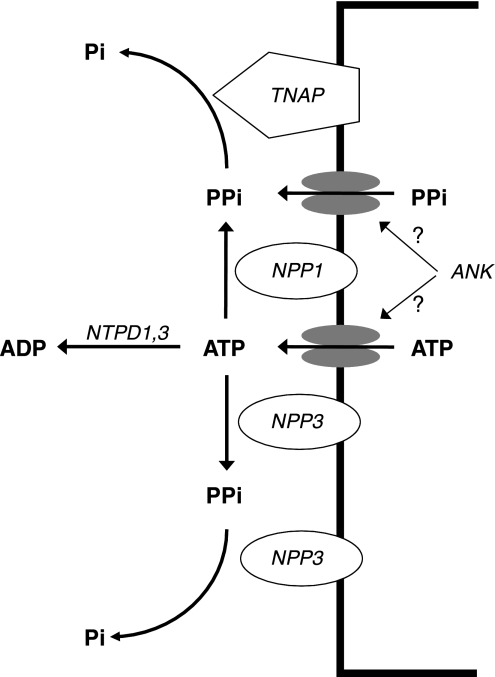 Fig. 7.