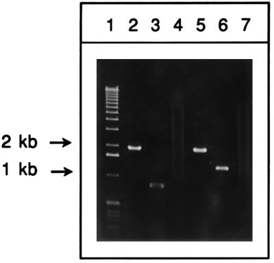 FIG. 5