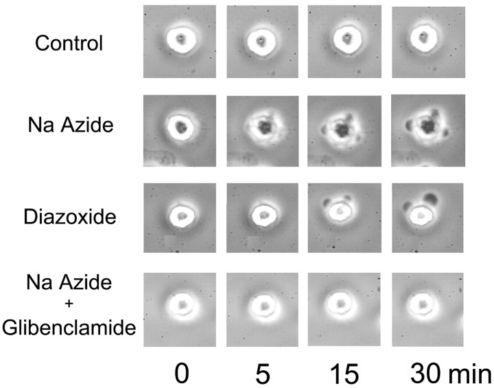 Figure 12.