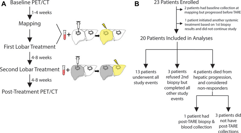 Study schema. (A) Participants underwent a mapping procedure, two separate transarterial radioembolization (TARE) procedures, baseline and post-TARE blood collection and liver tumor biopsy, and PET/CT before and after TARE. (B) Of 23 participants initially enrolled, 20 were included in the study analyses. Three participants refused a second biopsy but underwent all other study events. Four participants died due to hepatic progression after the first TARE; of these, one underwent a post-TARE biopsy and blood collection during a paracentesis, while the other three had no follow-up tissue collection.