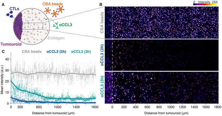 Figure 4—figure supplement 2.