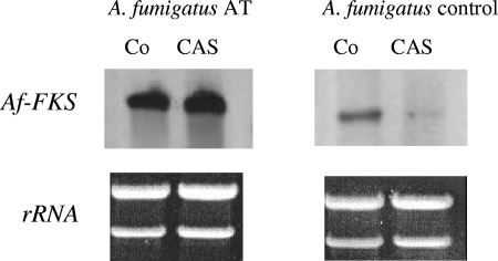 FIG. 6.