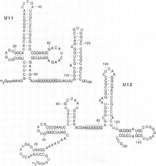 graphic file with name pnas00302-0126-a.jpg